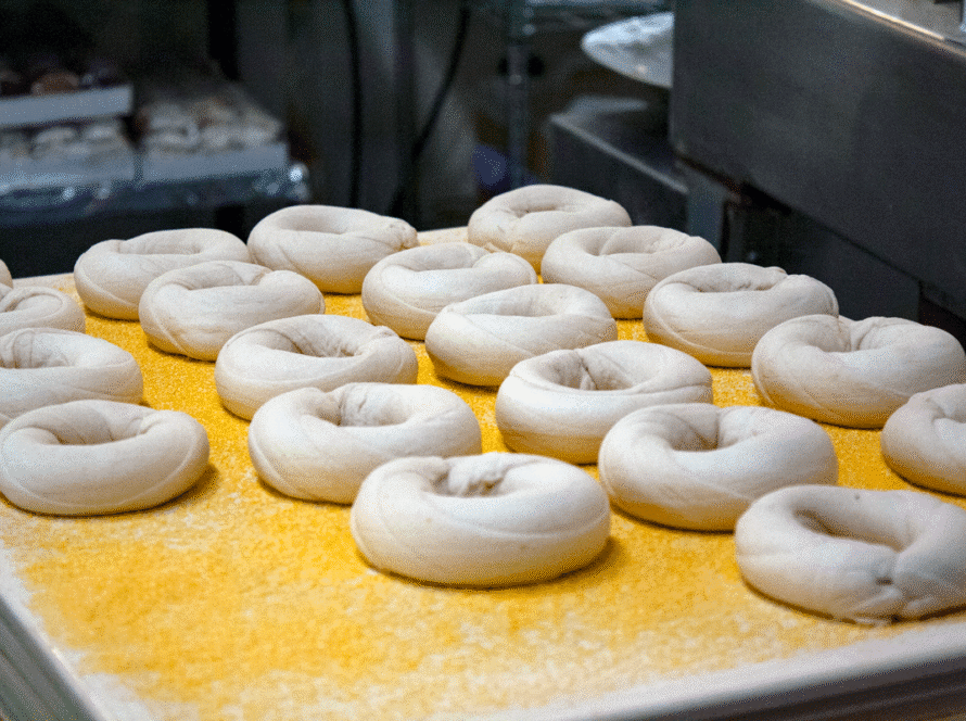 Raw bagel dough resting on a tray before baking at Bagel Chicks Bakery.